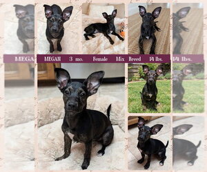 Mutt Dogs for adoption in Mesa, AZ, USA