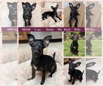 MEGAN - Female Mutt Dog for Adoption - Small photo