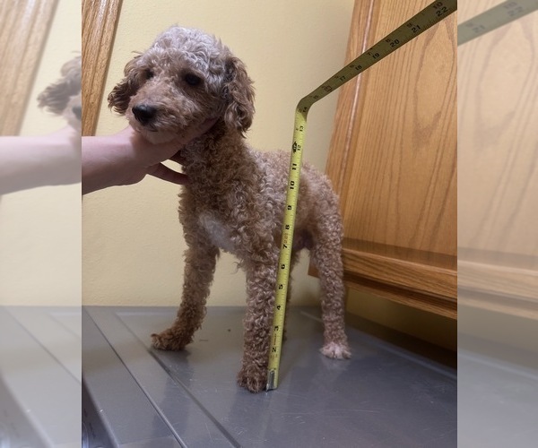 Medium Photo #1 Poodle (Toy) Puppy For Sale in DUBUQUE, IA, USA
