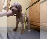 Small Photo #1 Poodle (Toy) Puppy For Sale in DUBUQUE, IA, USA