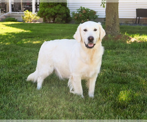 Mother of the Golden Retriever puppies born on 06/07/2026