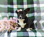 Small Photo #3 Pembroke Welsh Corgi Puppy For Sale in ELKTON, MD, USA