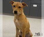 Small #2 Labrador Retriever Mix
