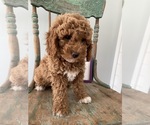 Small Photo #8 Goldendoodle Puppy For Sale in LOUISVILLE, KY, USA