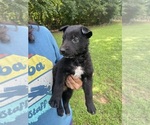 Small #5 Dutch Shepherd Dog