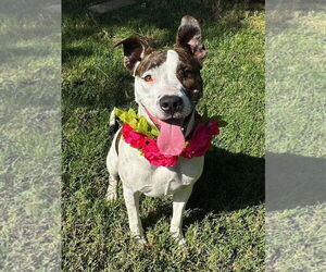 American Pit Bull Terrier-Unknown Mix Dogs for adoption in Redlands, CA, USA