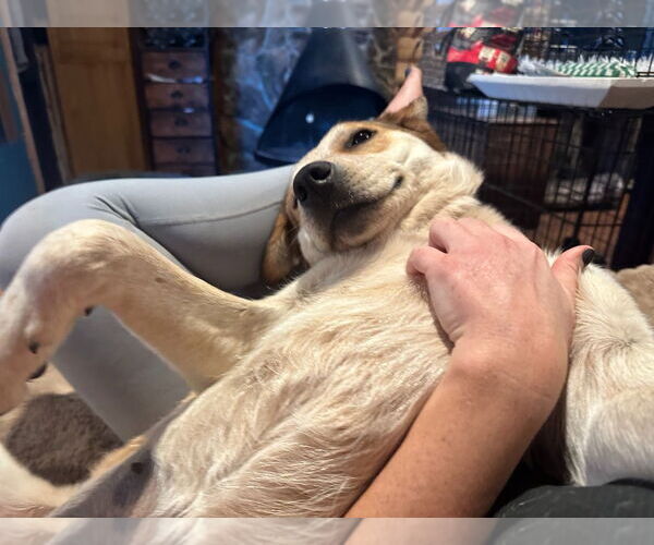 Medium Photo #4 Mutt Puppy For Sale in Salt Lake City, UT, USA