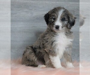 Aussiedoodle Puppy for sale in FREDERICKSBG, OH, USA