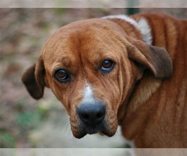 Medium Photo #3 Basset Hound-Redbone Coonhound Mix Puppy For Sale in Attalka, AL, USA