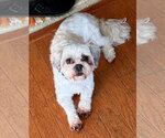 Small #4 Shih Tzu