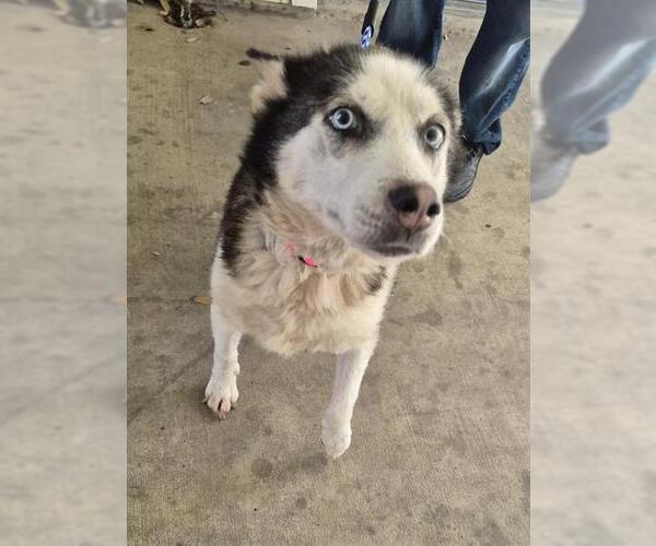 Medium Photo #1 Siberian Husky-Unknown Mix Puppy For Sale in San Antonio, TX, USA