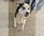 Small Siberian Husky Mix
