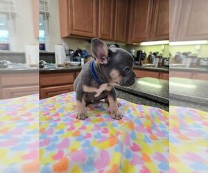 Medium French Bulldog