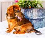Small #3 Dachshund