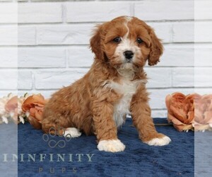Cavapoo (Miniature) Puppy for sale in NARVON, PA, USA