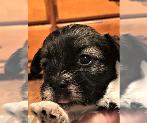 Medium Photo #1 Havanese Puppy For Sale in MC MINNVILLE, TN, USA