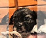 Small Photo #1 Havanese Puppy For Sale in MC MINNVILLE, TN, USA