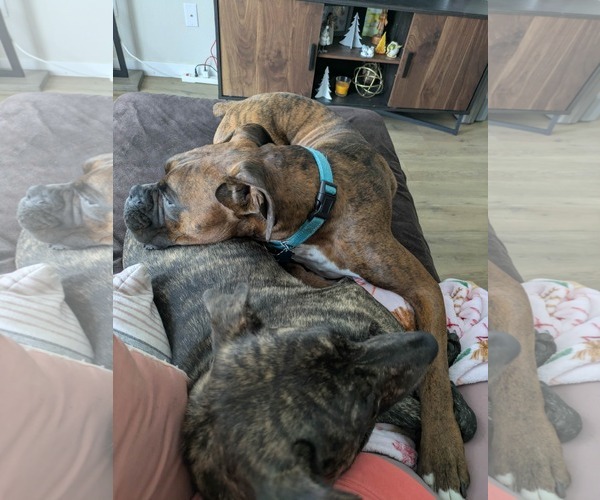Medium Photo #3 Boxer Puppy For Sale in Burnsville, MN, USA