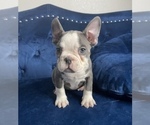 Small #7 French Bulldog