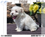 Puppy Tyson Havanese