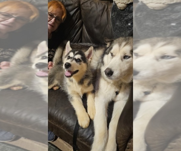 Medium Photo #17 Siberian Husky Puppy For Sale in CAMDENTON, MO, USA