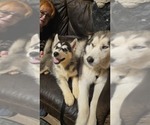 Small #16 Siberian Husky