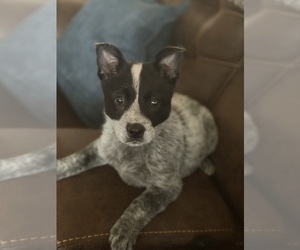 Australian Cattle Dog Dog for Adoption in ROCKWALL, Texas USA