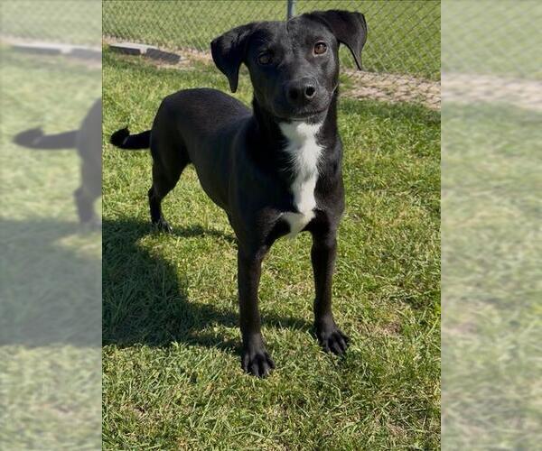 Medium Photo #2 Labrador Retriever-Unknown Mix Puppy For Sale in Conroe, TX, USA