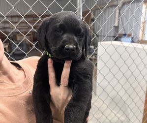 Labrador Retriever Puppy for sale in PROLE, IA, USA