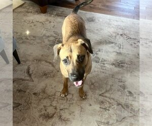 Black Mouth Cur-Rhodesian Ridgeback Mix Dogs for adoption in Fishers, IN, USA
