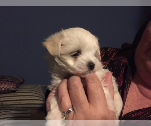 Medium Photo #64 Maltese Puppy For Sale in BRKN ARW, OK, USA