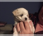Small Photo #64 Maltese Puppy For Sale in BRKN ARW, OK, USA