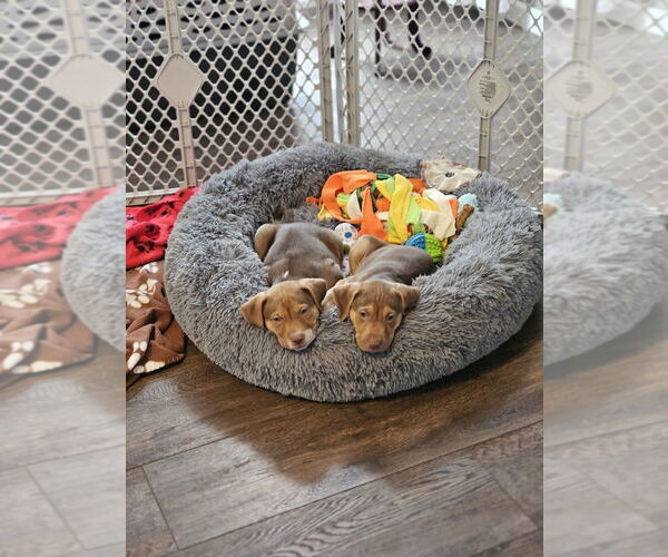 Medium Photo #5 Mutt Puppy For Sale in Springdale, PA, USA