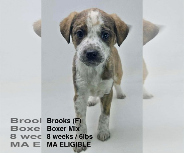 Medium Photo #1 Boxer-Unknown Mix Puppy For Sale in pomfret, CT, USA