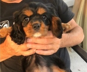 Cavalier King Charles Spaniel Puppy for sale in NEW BALTIMORE, MI, USA