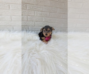 Yorkshire Terrier Puppy for sale in INDIANAPOLIS, IN, USA