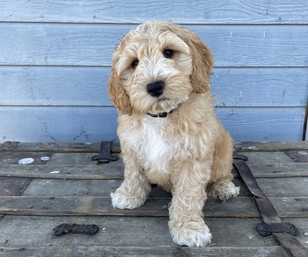 Medium Photo #17 Australian Labradoodle Puppy For Sale in RICHLAND, WA, USA