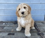 Small Photo #17 Australian Labradoodle Puppy For Sale in RICHLAND, WA, USA