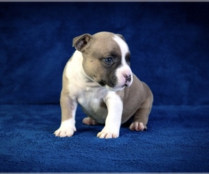 American Bully Puppy for sale in ATLANTA, GA, USA