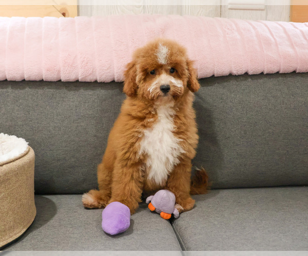 Medium Photo #8 Goldendoodle mix (+ Poodle Miniature) Puppy For Sale in SYRACUSE, IN, USA