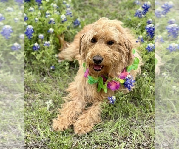 Medium Photo #33 Goldendoodle (Miniature) Puppy For Sale in HALTOM CITY, TX, USA