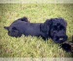 Puppy Rocky Schnauzer (Giant)