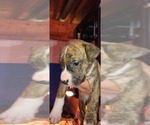 Puppy 1 American Staffordshire Terrier