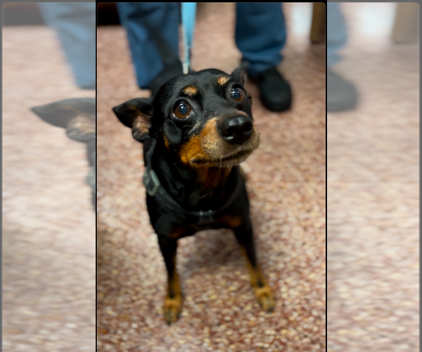Medium Photo #12 Chipin Puppy For Sale in Princeton, MN, USA