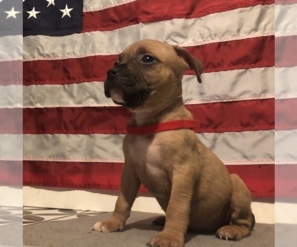 Medium Photo #2 American Bully Puppy For Sale in MILTON, VT, USA