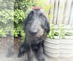 Image preview for Ad Listing. Nickname: Black Female