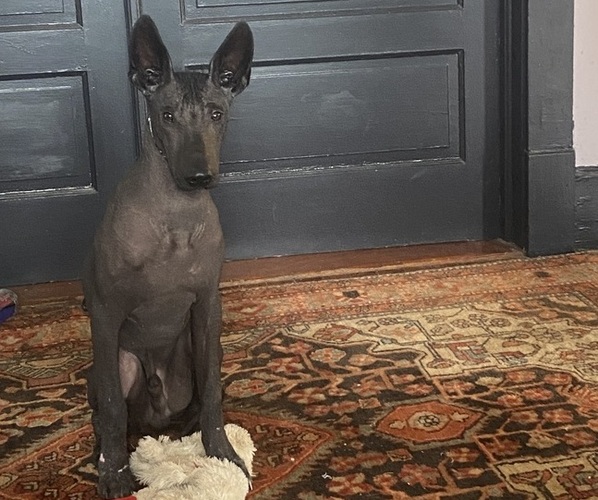 Medium Photo #1 Xoloitzcuintli (Mexican Hairless) Puppy For Sale in KENBRIDGE, VA, USA