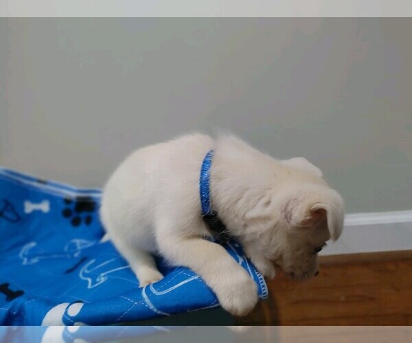 Medium Photo #5 Chiweenie Puppy For Sale in MARIETTA, GA, USA