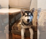 Small Photo #9 Siberian Husky Puppy For Sale in GONZALES, LA, USA