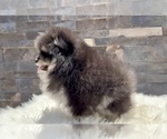 Small #4 Pomeranian